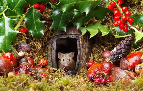 Scopre dei topini in giardino le costruisce un villaggio per loro da sogno 